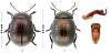 Chrysolina cretica